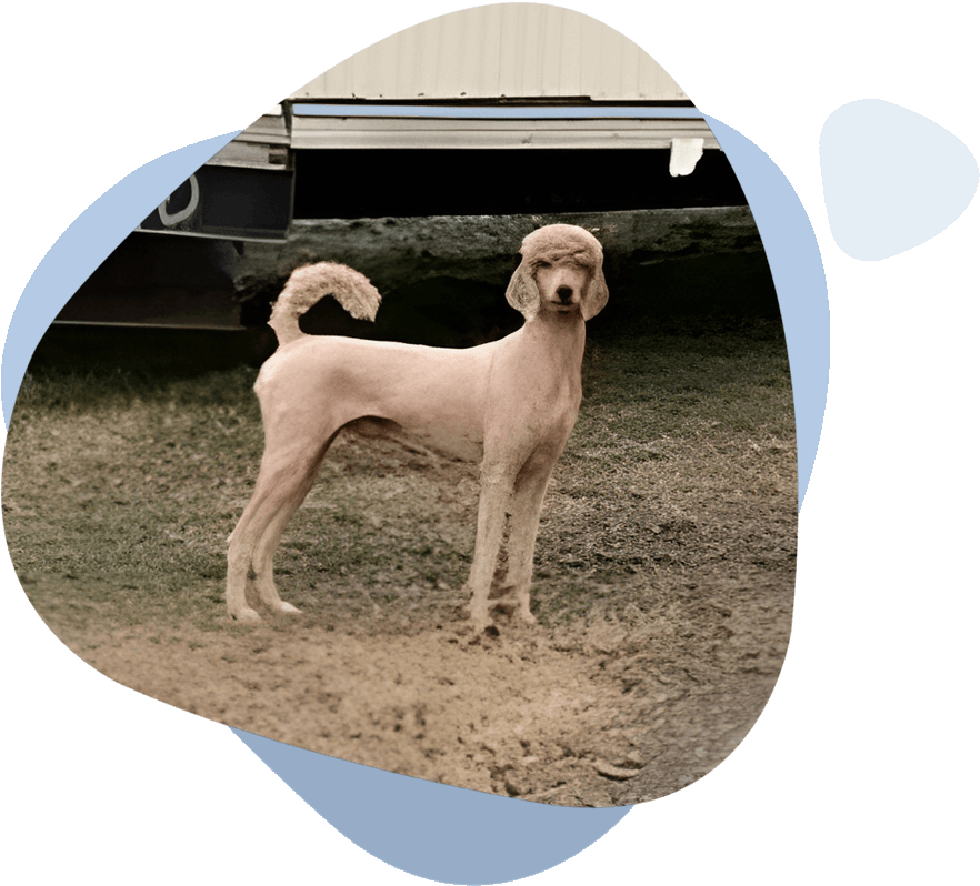 A dog standing in the dirt near a trailer.