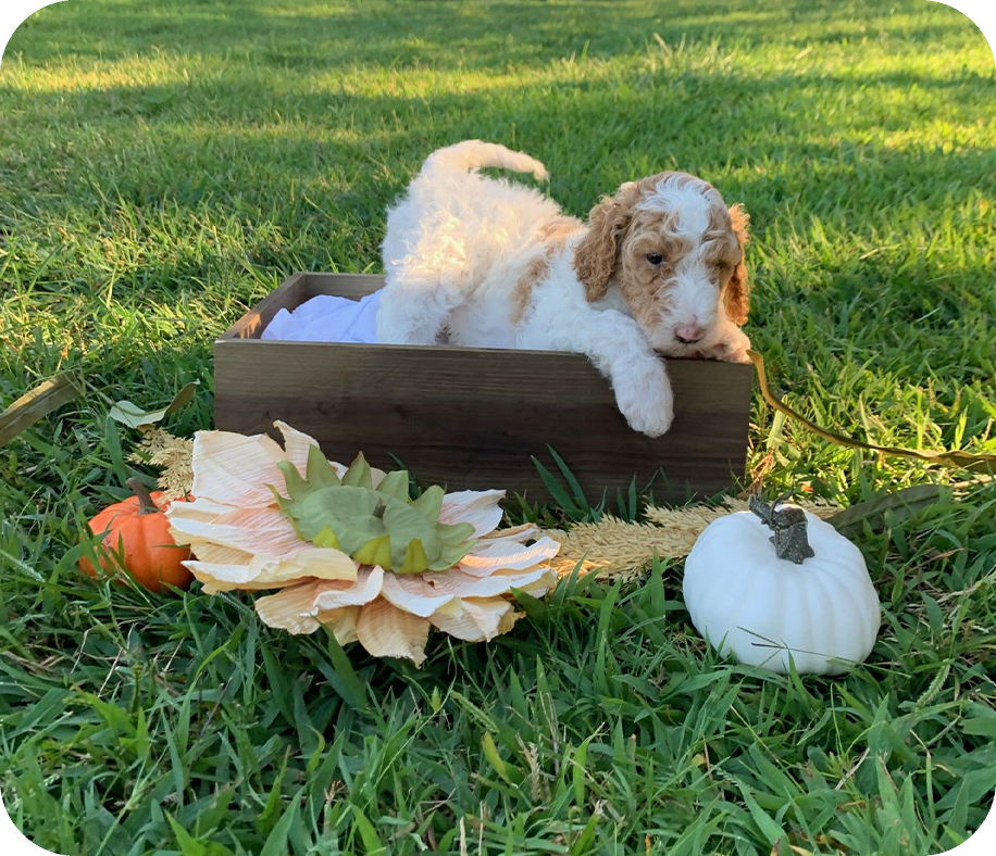 A dog laying in the grass next to pumpkins.