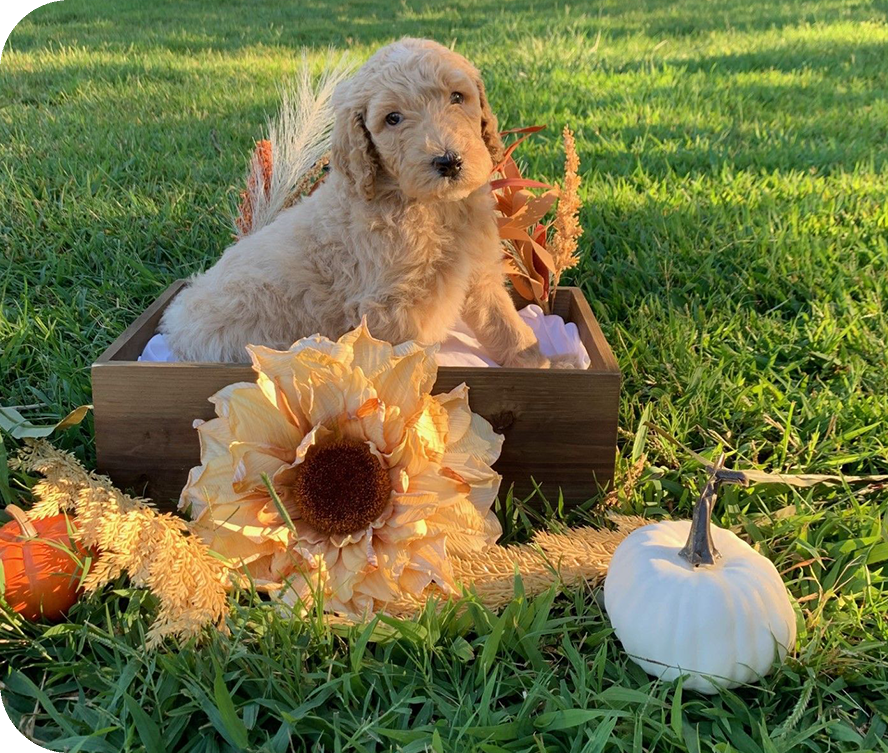 A dog sitting in the grass next to a pumpkin.