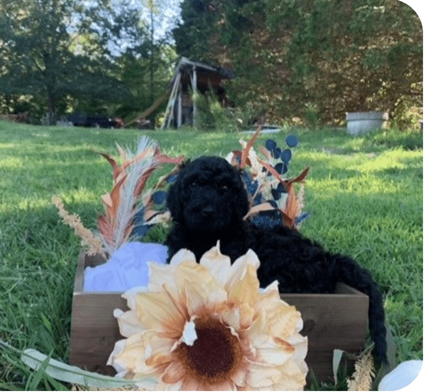 A black dog sitting in the grass next to a flower.