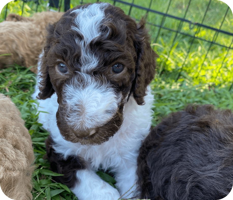 A brown and white dog sitting in the grass.