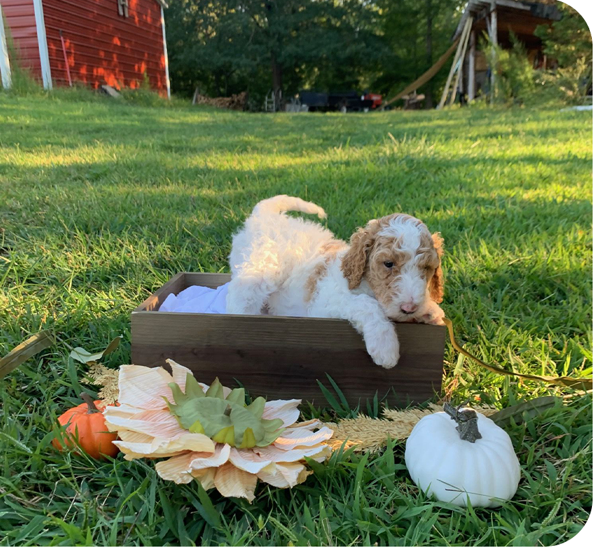 A dog laying in the grass next to pumpkins.