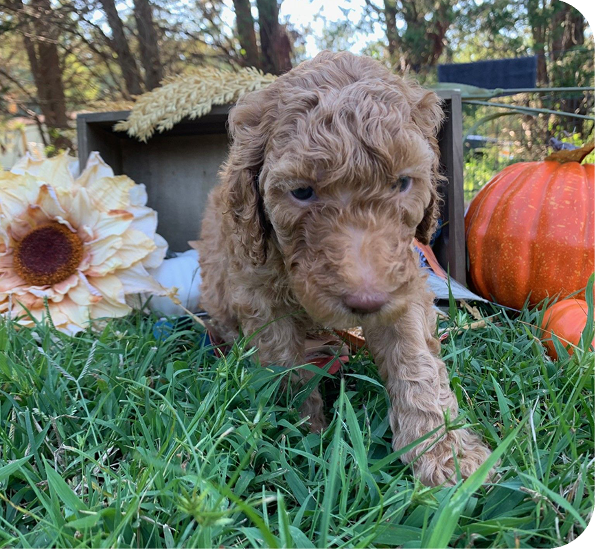 A brown dog is standing in the grass